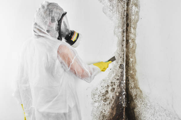 Best Affordable Mold Removal  in Spencerville, OH