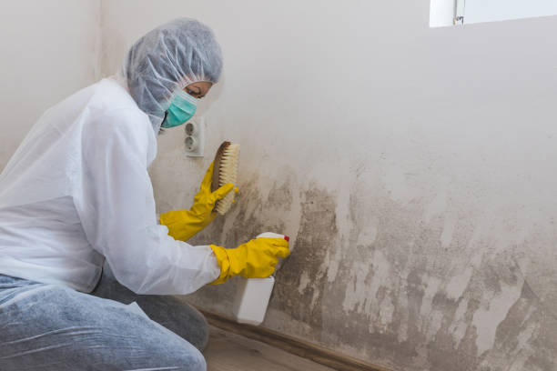 Best Commercial Mold Removal  in Spencerville, OH