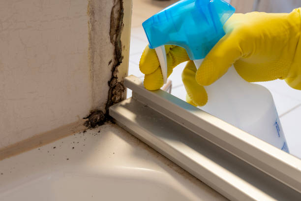 Best Mold Remediation Experts  in Spencerville, OH