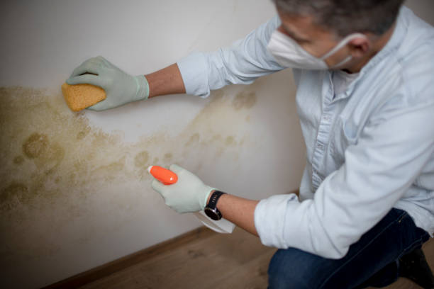 Best Mold Cleaning Services  in Spencerville, OH