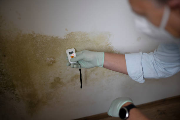 Best Residential Mold Removal  in Spencerville, OH