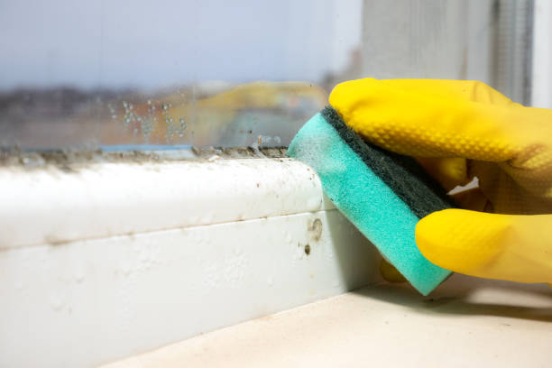 Best Mold Cleaning Services  in Spencerville, OH