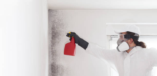 Professional Mold Removal in Spencerville, OH