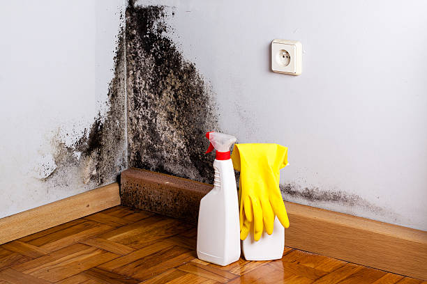 Best Local Mold Removal Service  in Spencerville, OH
