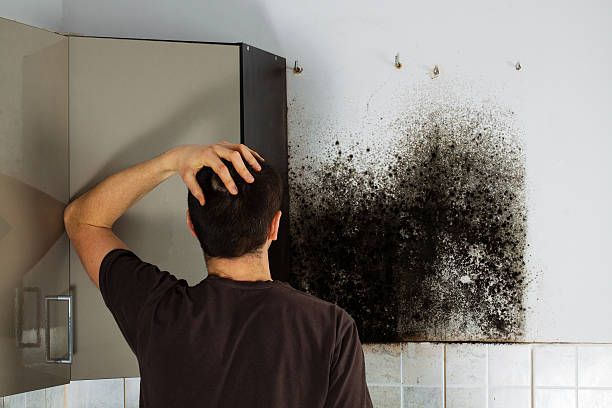 Best Fast Mold Removal  in Spencerville, OH